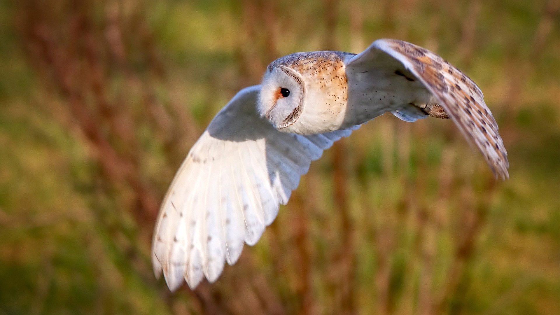 _城市夜跑狂欢:灯火辉煌中的运动盛宴_,夜跑文案城市很空