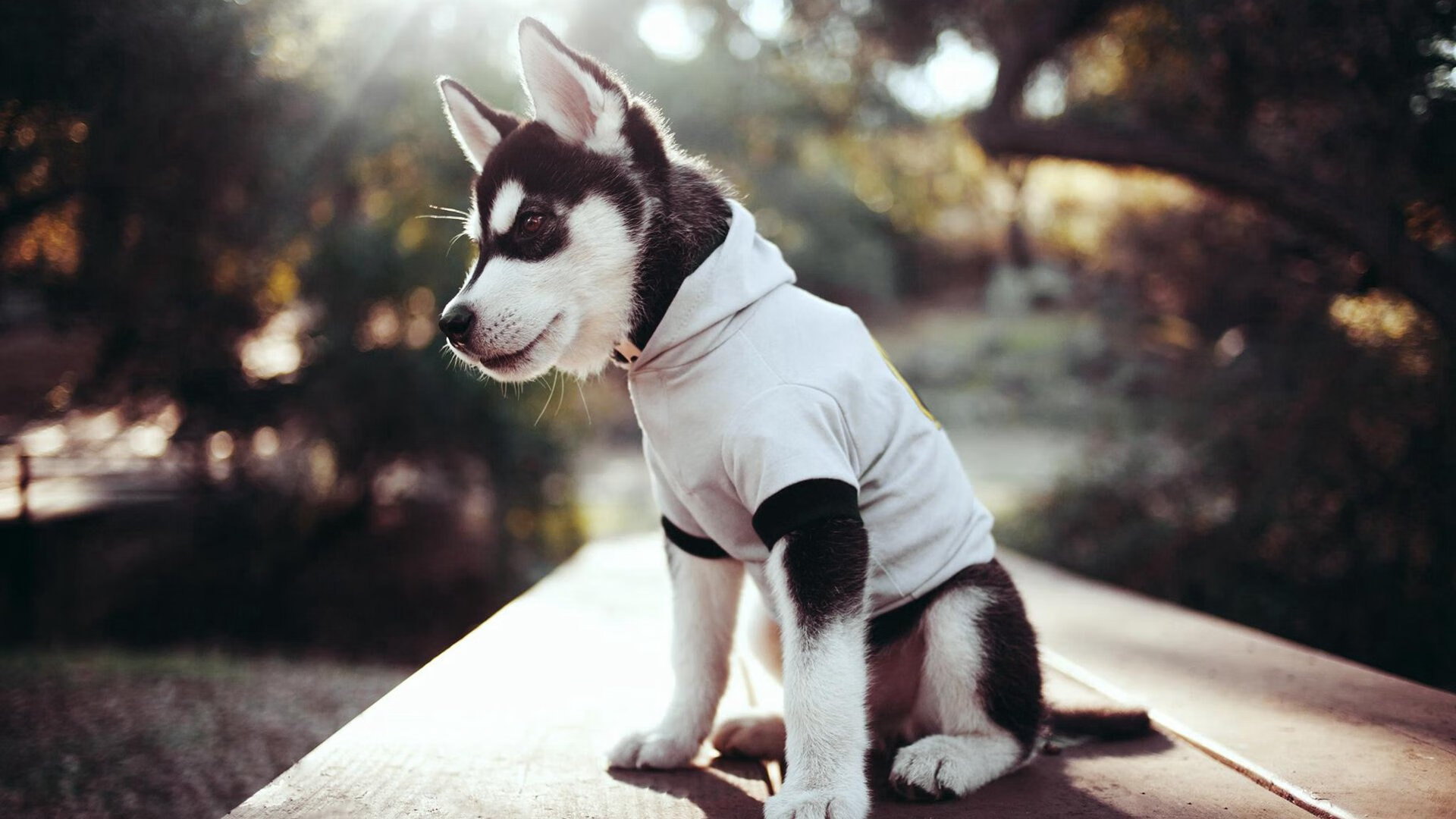 代表作：职业生涯中最难忘的比赛瞬间，最难忘的比赛300字