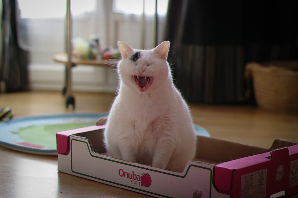 国际奥委会：塞内加尔是冬奥足球“惊艳之队”，2021奥运会塞内加尔第几个出场