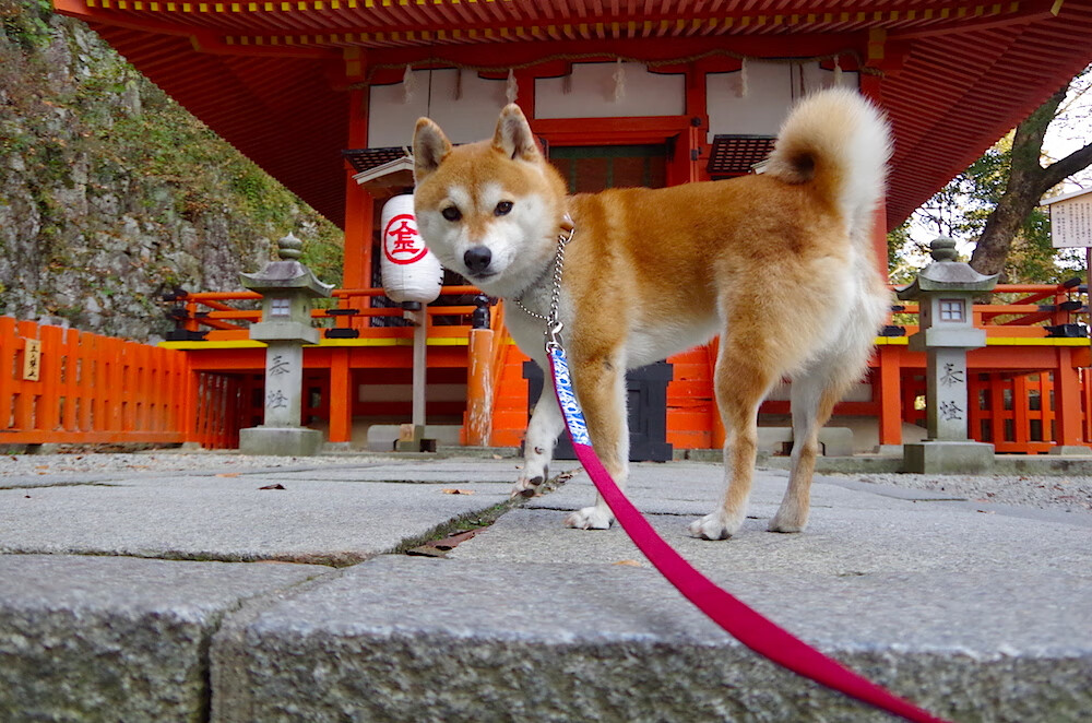 “意甲青年队崭露头角,未来可期”,意甲最佳青年球员