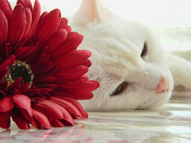 《【文化融合】电竞如何成为青少年的精神引擎?》,电竞精神的发展