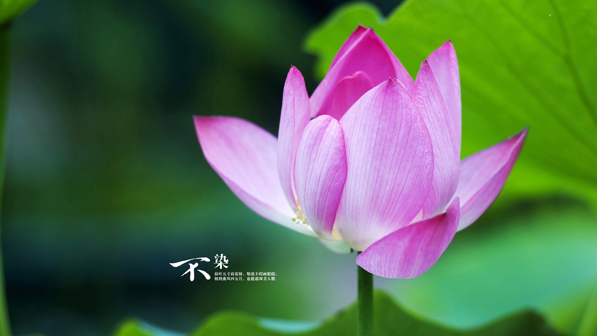 世界风筝节体育竞技，空中飞翔的艺术之美，世界风筝比赛