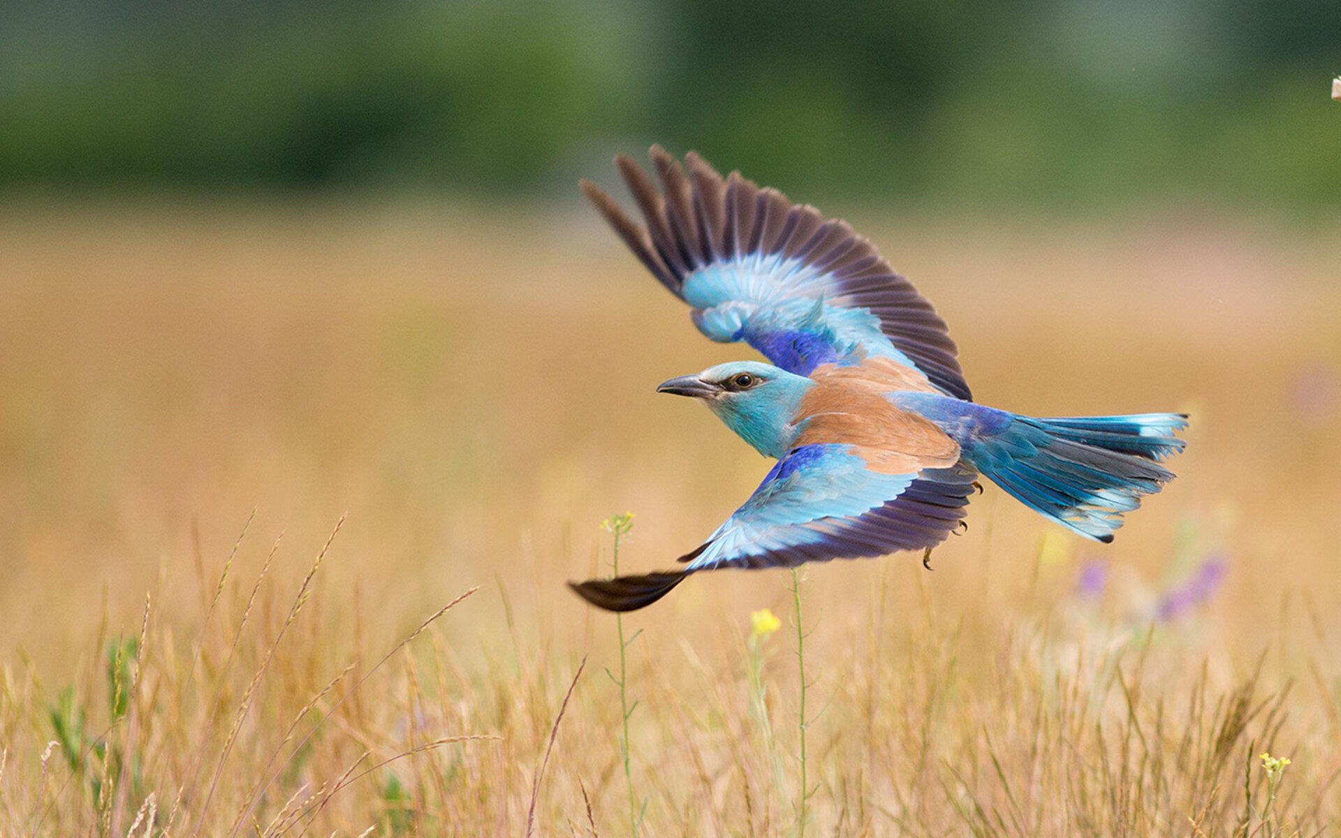 爱游戏官网-史上最具争议的欧冠判罚盘点，欧冠足球裁判
